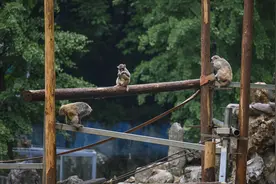 「深度」一座动物园如何成为“网红”图片