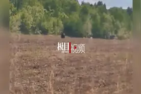 黑龙江网友车上偶遇黑熊直立，当地：已设警示牌图片