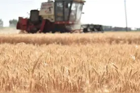 芒种时节，如何才能避免“盲种”？| 民俗日历·二十四节气图片