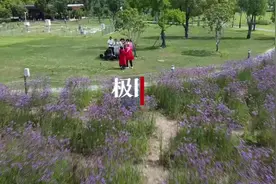 汉口江滩柳叶马鞭草花海惹人醉图片