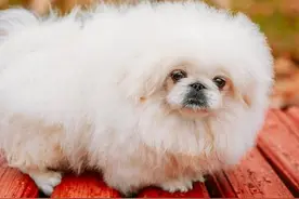 遛狗的女人（小小说）图片