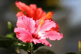 头条大赛（第14季）丨朱东锷：朱槿花图片