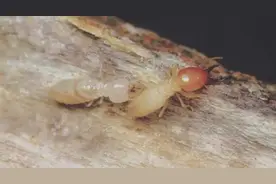 【便民】蚊虫季，你需要这样应对→图片