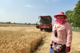 陕西“夫妻档”麦客：每年追着麦浪一路向西，吃住都在车上图片