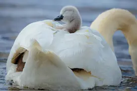 苏格兰天鹅宝宝依偎母亲背上 满脸享受画面温馨感人图片