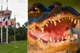 男子误将短吻鳄当成狗 未及时躲避被咬伤图片