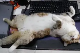 被裁员的猫：曾被写进校招宣讲PPT，圈粉5万，我没什么不好的情绪图片