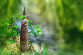 比春笋还快图片