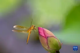 小荷才露尖尖角，早有蜻蜓立上头图片