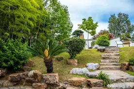 罕见！南京玄武湖一株铁树开双花图片