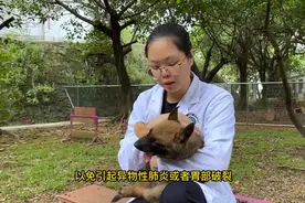 狗狗误食异物怎么办？