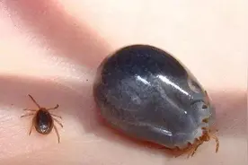 小心“虫虫”！广东疾控夏季防虫攻略来了图片