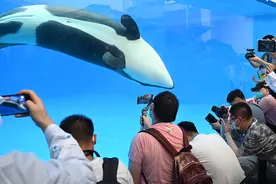 结束8天免费游园活动，上海海昌海洋公园全面恢复常态化运营图片