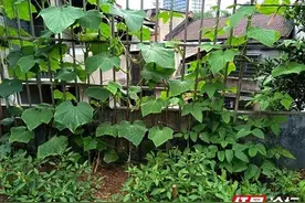 一份耕耘一份收获，我终于明白了种菜的乐趣图片