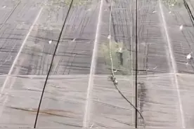 冰雹突袭 北京密云区套里村137栋大棚受损图片