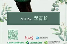 秘境之眼·人类之友 日历 | 翠青蛇：别怕！我无毒，且胆小图片