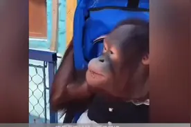 直播时饲养员用膝盖暴击猩猩脸部，银基动物王国道歉：涉事人员予以开除图片