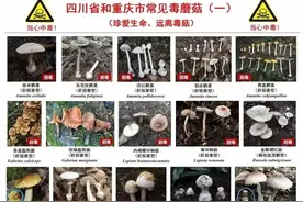 祖孙三人食用野生菌后中毒入院 注意！川渝这些毒蘑菇吃不得图片