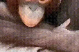 开除！饲养员用膝盖暴击猩猩，直播画面曝光图片