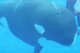 侬好，小虎鲸图片