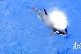 虎鲸现身深圳海域图片