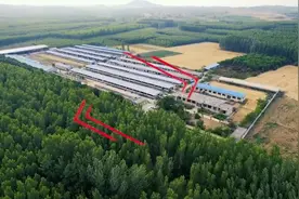 日照双创先锋｜魏立杰：返乡创业当“羊倌”，还带着乡亲一块致富图片