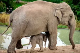 母象对夭折小象不离不弃图片