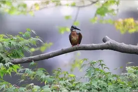 天目鸟痴静候目标 快速出击 小翠鸟是这样捕鱼的图片