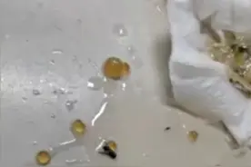 一点点深圳门店被曝珍珠奶茶中有完整苍蝇！店员：愿意赔偿图片