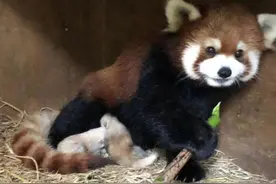 合肥的两只小熊猫，萌化了图片