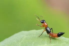 紧急提醒！这种虫子，毒液堪比硫酸！飞到身上千万别拍图片