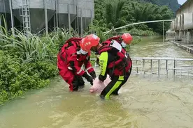 3000多只猪猪上演“水上逃生记”图片