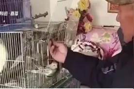 老人养鹦鹉住进ICU！夏季家里养鸟的要注意了图片