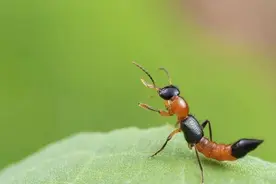 毒液堪比硫酸，有人差点毁容！这种虫子飞到身上千万别拍图片