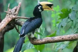 白天往返喂食，晚上洞口守夜 动物界中的模范父亲这样“陪产”图片