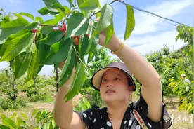 乐都大樱桃熟了图片