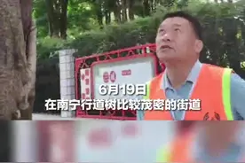密密麻麻！毛毛虫成串出现，一碰还会痒图片