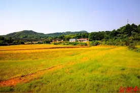 父亲的苦乐年华图片