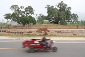 北京密云3500年古柏保护范围进一步扩充图片