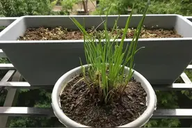 阳台农业 小众群体催生的百亿元级市场图片