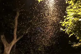 疫情过后的“白蚁”天图片