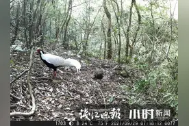 也不知道它们来多久了，杭州西湖区的山林间，新发现7种“小可爱”图片