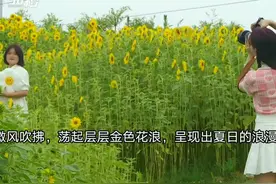 30秒｜夏至 这里有片盛开的向日葵花 呈现出夏日的浪漫图片