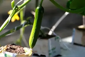 鲜食番茄黄瓜擂台赛丨走进北京 · 昌平图片