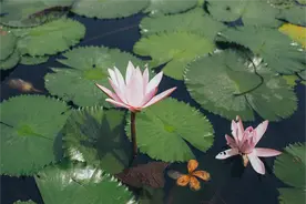 【威图云课堂】蝉始鸣，半夏生，威图云课堂如约而至~图片