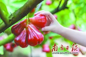 红裙起舞 果香满园图片