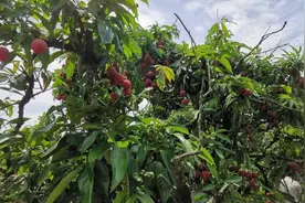茂名荔枝“出圈”：荔枝+IP带动销量突破，借力RCEP拓宽朋友圈图片