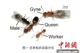 研究揭示：蚂蚁不同品级大脑有不同方向和程度的特化图片