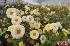 浙江援青为“柴达木粮仓”打开多重致富门图片