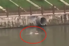 成都16岁男孩疑被误导下河救狗溺亡 呼救者要承担责任吗？天目记者连线律师解读图片